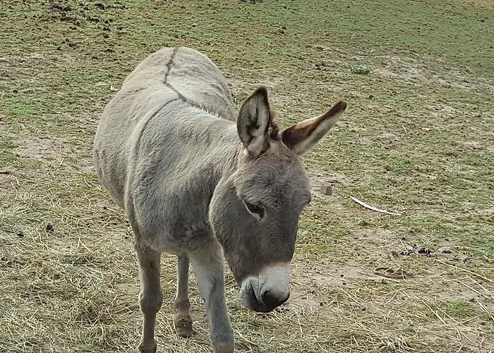 Konukevi Konirna Huntirov (Hradec Kralove)