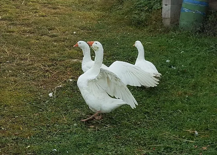 Konukevi Konirna Huntirov (Hradec Kralove)