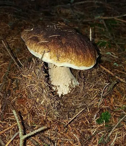 Konukevi Konirna Huntirov (Hradec Kralove)